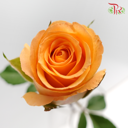 Rose (AA) - Light Orange (19-20 Stems)-Orange-Malaysia-prflorist.com.my