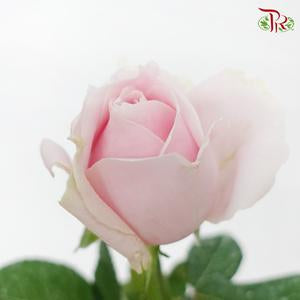 Rose AA - Local Pink Avalanche (19-20 Stems)-Pink-Malaysia-prflorist.com.my