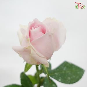 Rose AA - Local Pink Avalanche (19-20 Stems)-Pink-Malaysia-prflorist.com.my