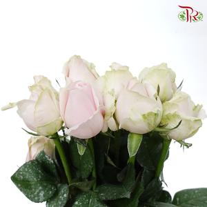 Rose AA - Local Pink Avalanche (19-20 Stems)-Pink-Malaysia-prflorist.com.my