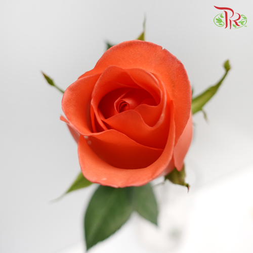 Rose (AA) - Orange (20 Stems)-Orange-Malaysia-prflorist.com.my
