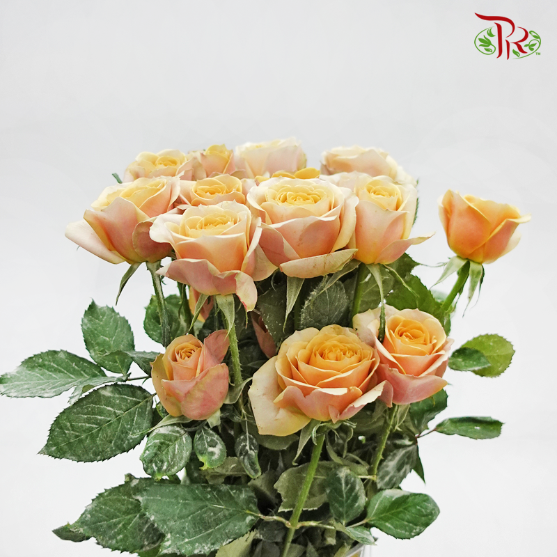 Rose (AAA) - Golden Mustard (19-20 Stems)-Yellow-Malaysia-prflorist.com.my