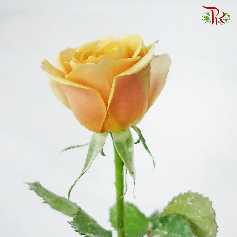 Rose (AAA) - Golden Mustard (19-20 Stems)-Yellow-Malaysia-prflorist.com.my