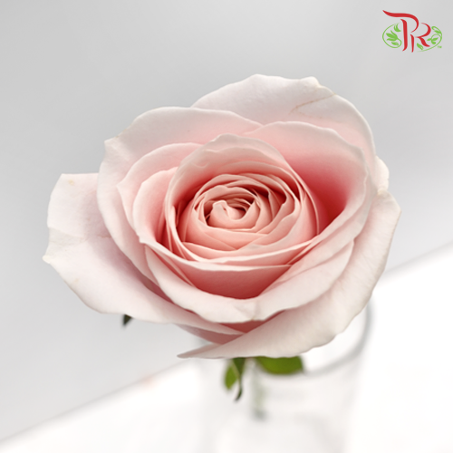 Rose (AAA) - Light Pink (19-20 Stems)-Pink-Malaysia-prflorist.com.my