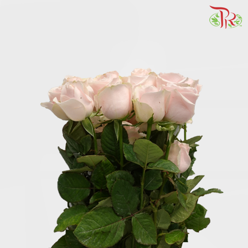 Rose (AAA) - Light Pink (19-20 Stems)-Pink-Malaysia-prflorist.com.my