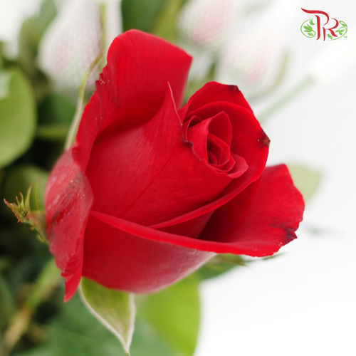 Rose (AAA) Net / No Net - Red (19-20 Stems)-Red-Malaysia-prflorist.com.my