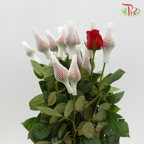 Rose (AAA) Net / No Net - Red (19-20 Stems)-Red-Malaysia-prflorist.com.my