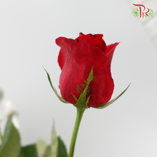 Rose (AAA) Net / No Net - Red (19-20 Stems)-Red-Malaysia-prflorist.com.my