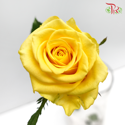 Rose (AAA) - Yellow (19-20 Stems)-Yellow-Malaysia-prflorist.com.my