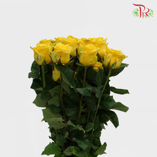 Rose (AAA) - Yellow (19-20 Stems)-Yellow-Malaysia-prflorist.com.my