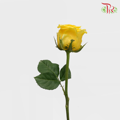 Rose (AAA) - Yellow (19-20 Stems)-Yellow-Malaysia-prflorist.com.my