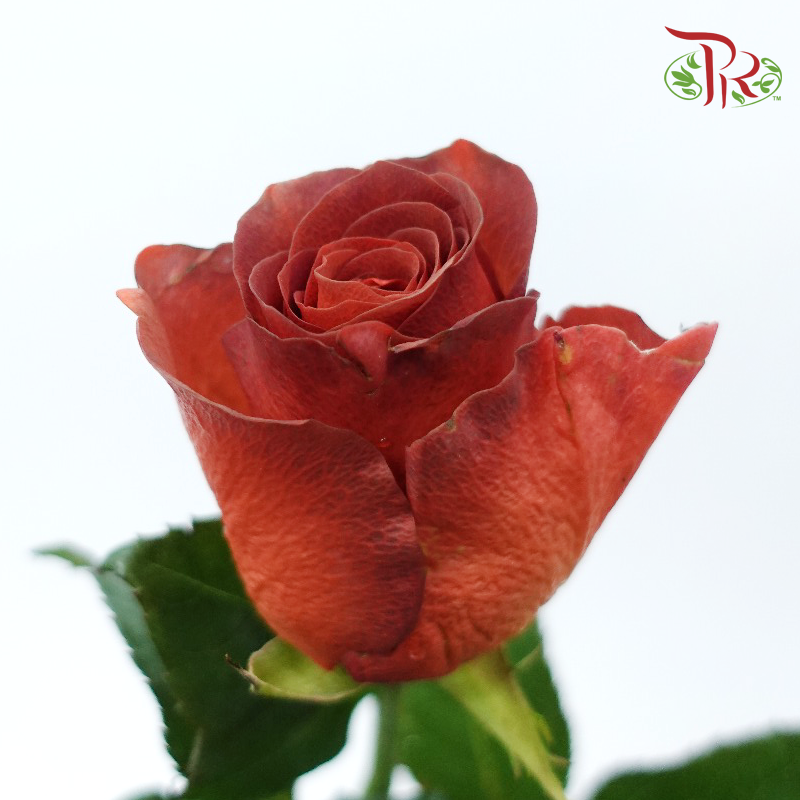 Rose - Almond Liquer (10 Stems)-Almond Liquer-China-prflorist.com.my