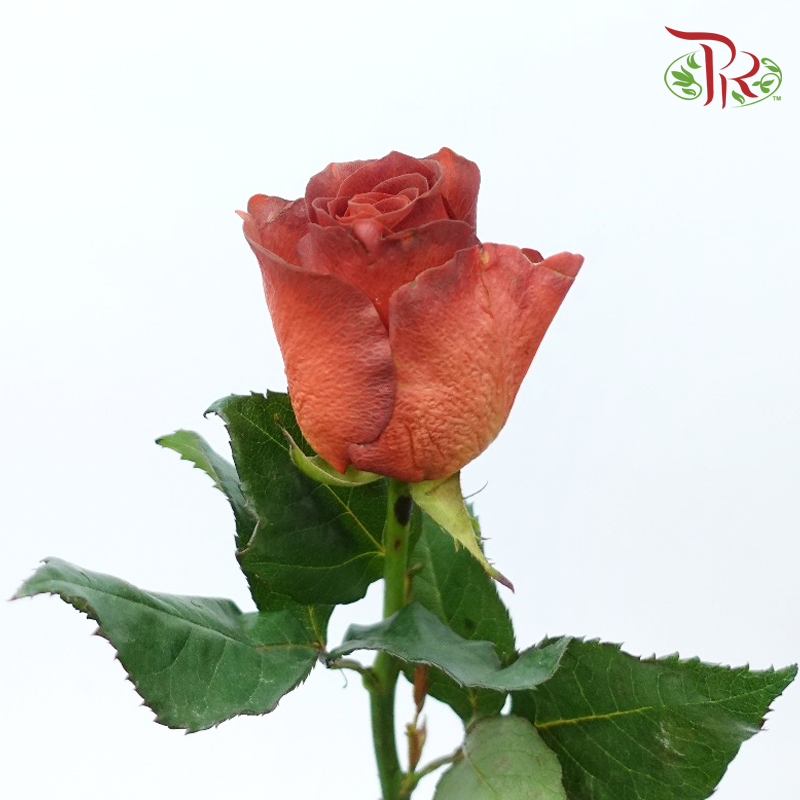 Rose - Almond Liquer (10 Stems)-Almond Liquer-China-prflorist.com.my