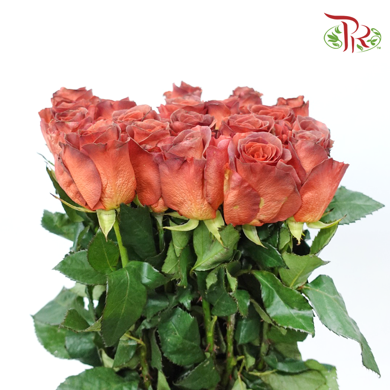 Rose - Almond Liquer (10 Stems)-Almond Liquer-China-prflorist.com.my