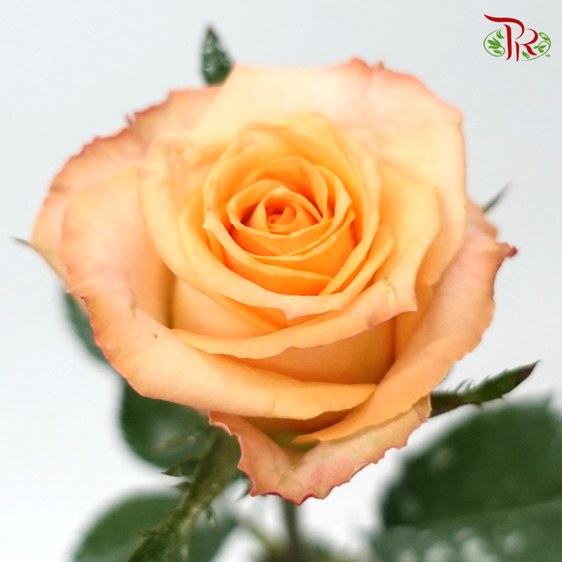 Rose - Aloha Orange (10 Stems)-Orange-Malaysia-prflorist.com.my