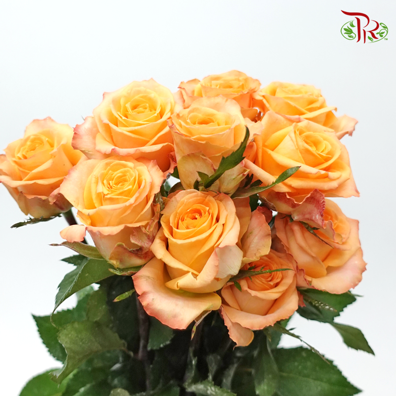 Rose - Aloha Orange (10 Stems)-Orange-Malaysia-prflorist.com.my