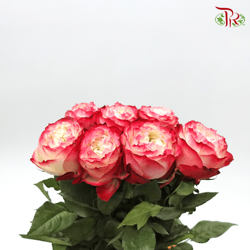 Rose - Apple Jack (8 Stems)-Red-Kenya-prflorist.com.my