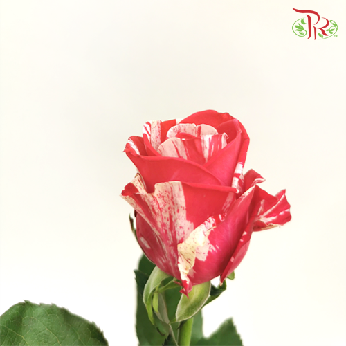 Rose - Aquarius (10 Stems)-Red-China-prflorist.com.my