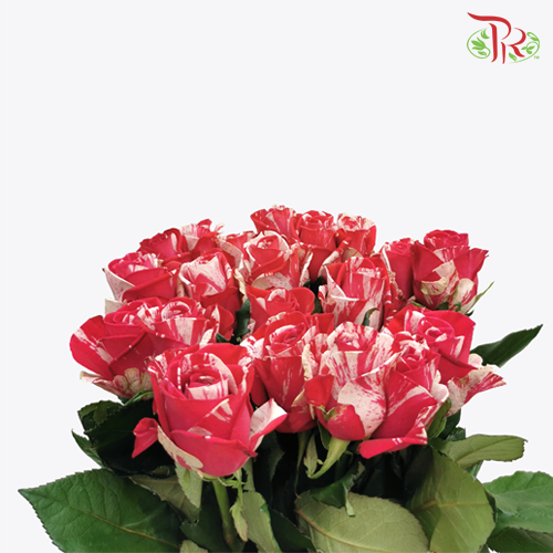 Rose - Aquarius (10 Stems)-Red-China-prflorist.com.my