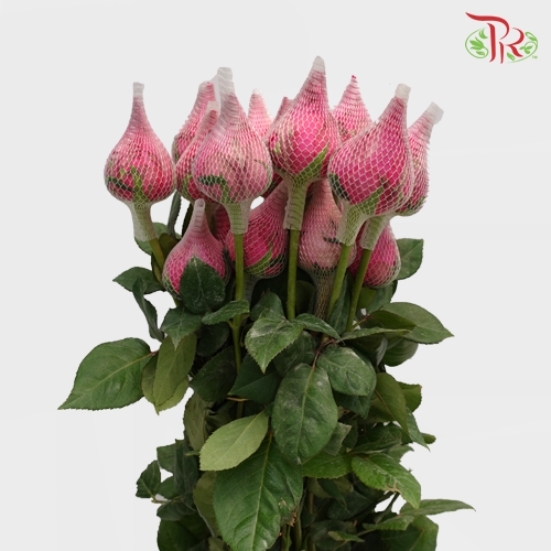 Rose Big Head Golden - Dark Cherry Pink (19-20 Stems)-Pink-Malaysia-prflorist.com.my