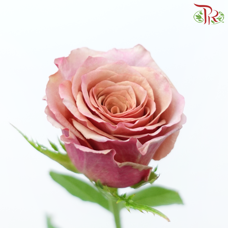 Rose - Black Tea Latte (10 Stems)-Pink-China-prflorist.com.my