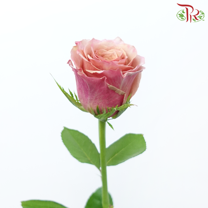 Rose - Black Tea Latte (10 Stems)-Pink-China-prflorist.com.my