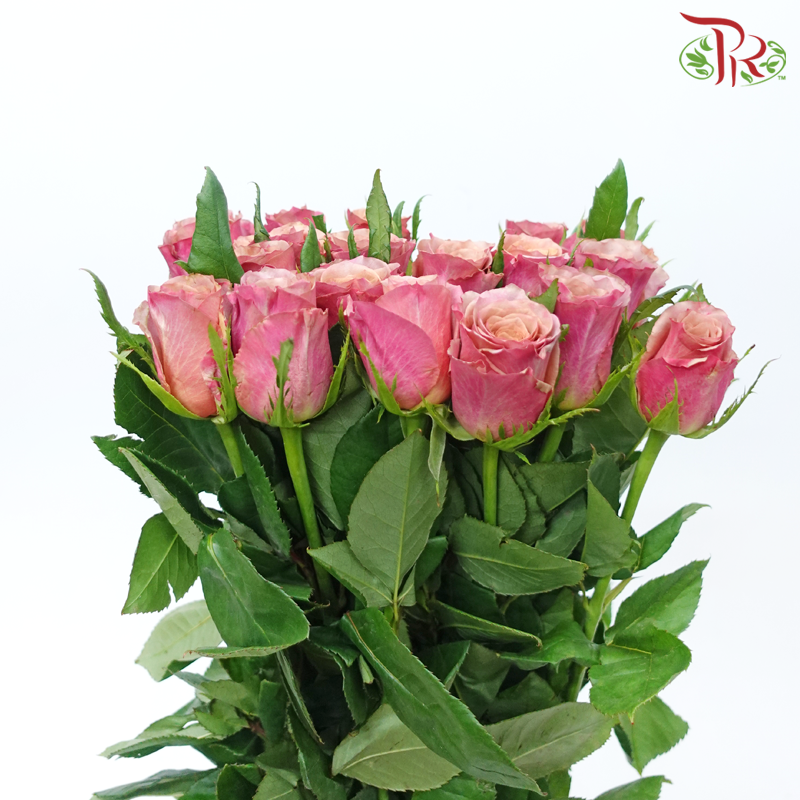 Rose - Black Tea Latte (10 Stems)-Pink-China-prflorist.com.my