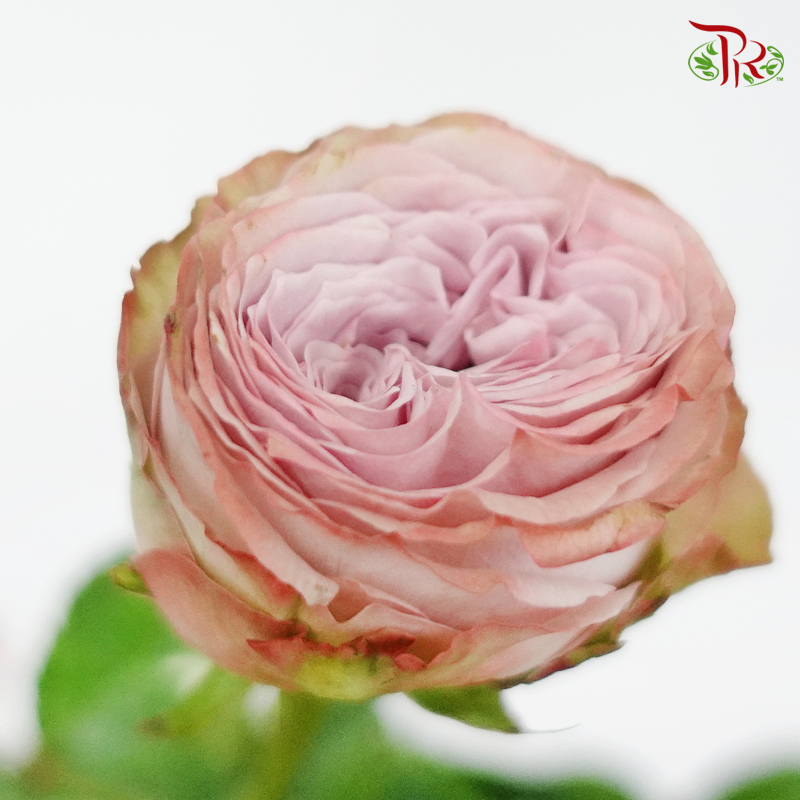 Rose - Both the Purple Forest (10 Stems)-Purple-China-prflorist.com.my