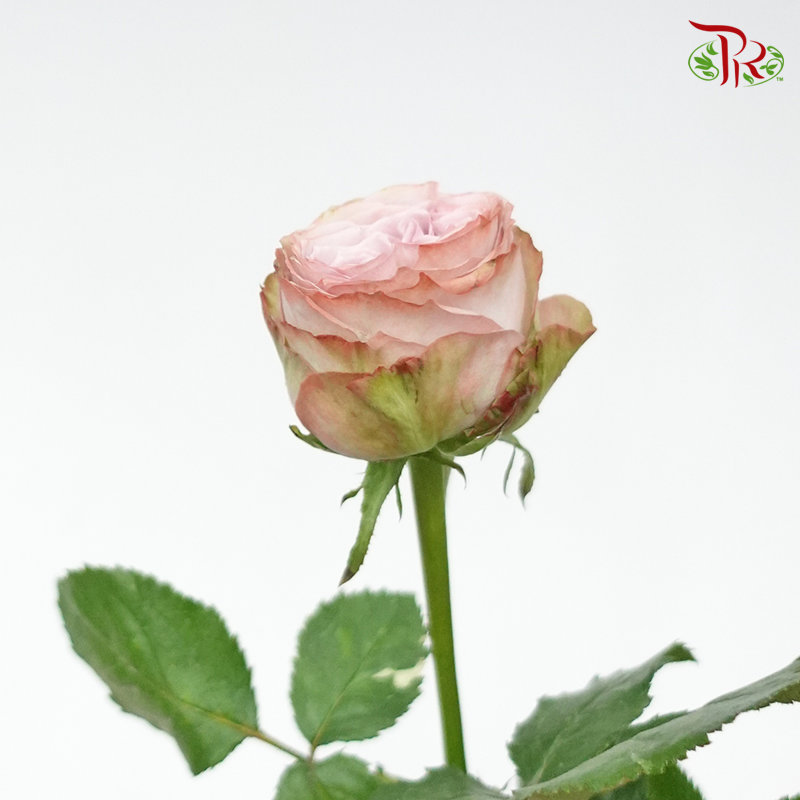 Rose - Both the Purple Forest (10 Stems)-Purple-China-prflorist.com.my