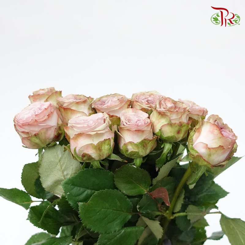 Rose - Both the Purple Forest (10 Stems)-Purple-China-prflorist.com.my