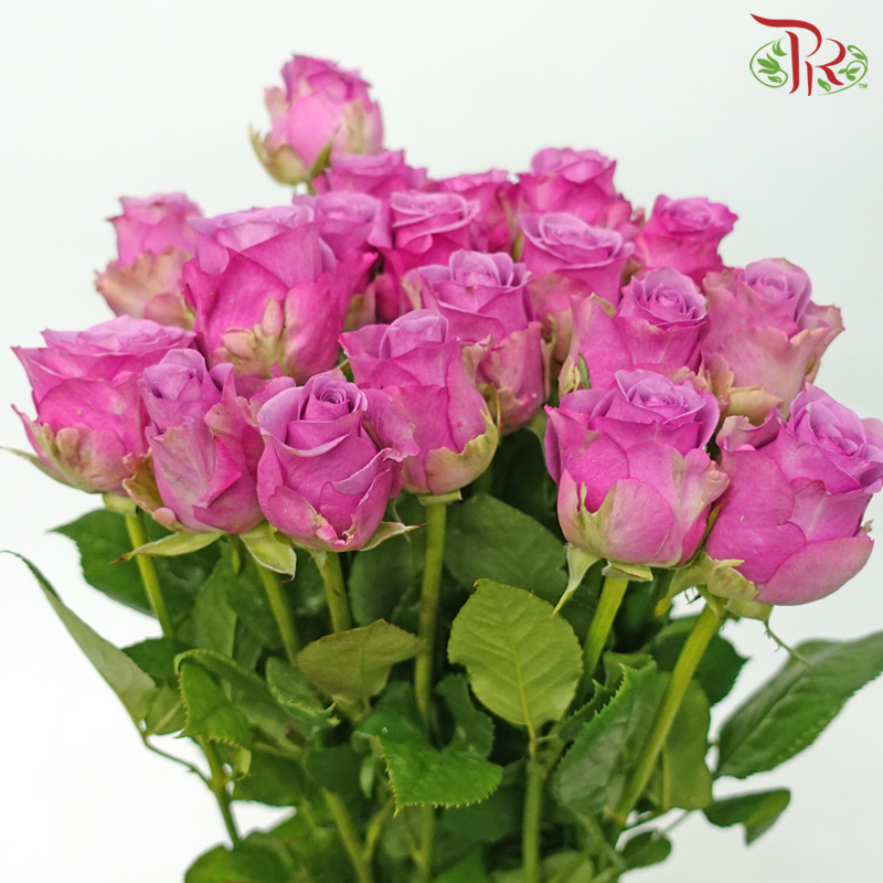 Rose - Bright Purple (20 Stems)-Bright Purple-China-prflorist.com.my
