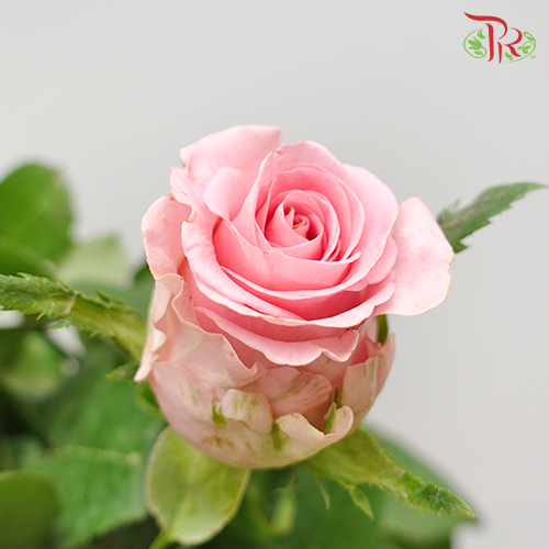 Rose - Bugatti (10 Stems)-Pink-China-prflorist.com.my