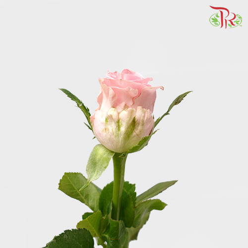 Rose - Bugatti (10 Stems)-Pink-China-prflorist.com.my