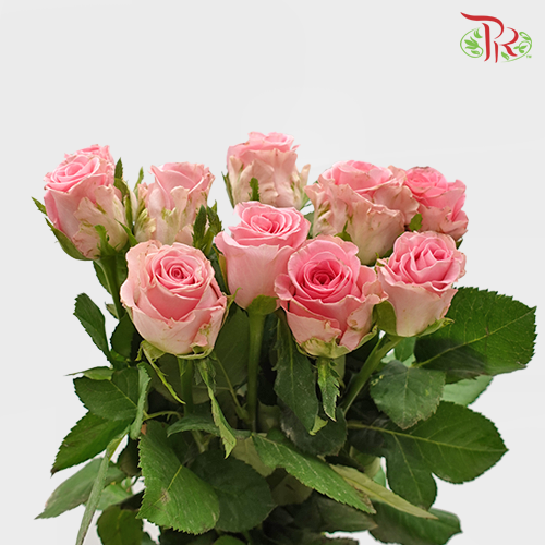 Rose - Bugatti (10 Stems)-Pink-China-prflorist.com.my