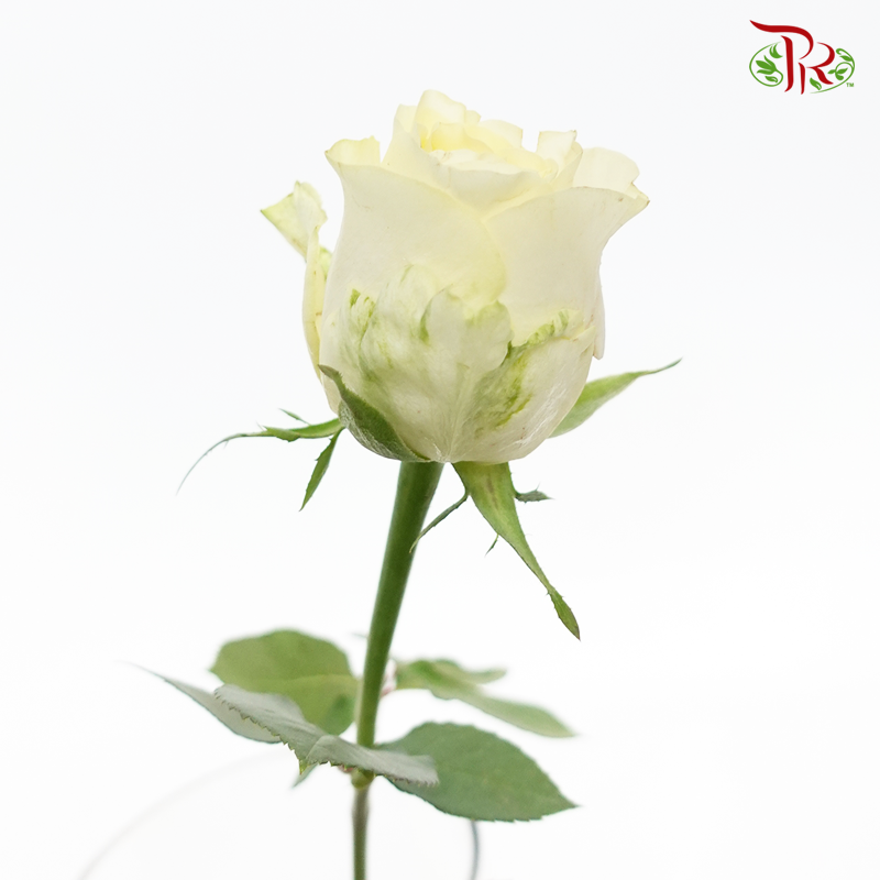 Rose Buttercup - Cream Yellow (10 Stems)-Kenya-prflorist.com.my