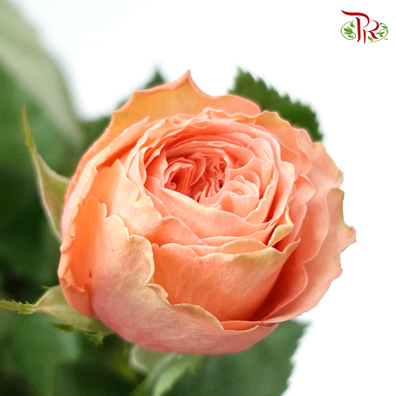 Rose - Buttercup/Kahala (10 Stems)-Orange-Kenya-prflorist.com.my