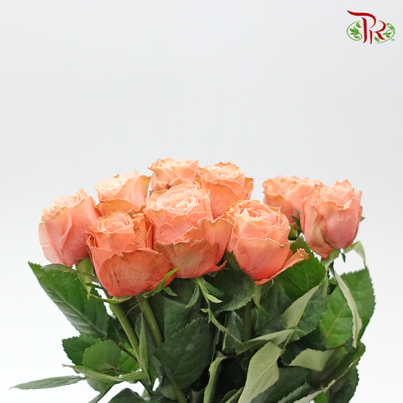 Rose - Buttercup/Kahala (10 Stems)-Orange-Kenya-prflorist.com.my