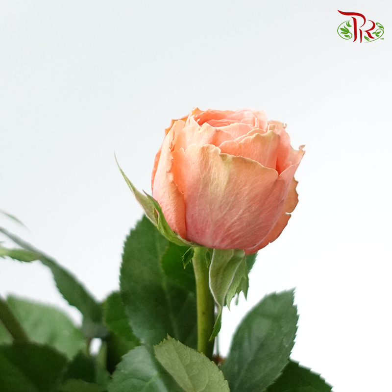 Rose - Buttercup/Kahala (10 Stems)-Orange-Kenya-prflorist.com.my