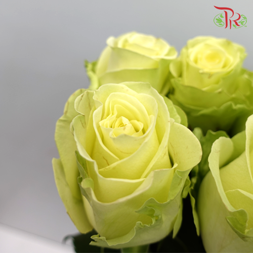 Rose Buttercup / Kahala - Light Yellow (10 Stems)-Yellow-Kenya-prflorist.com.my