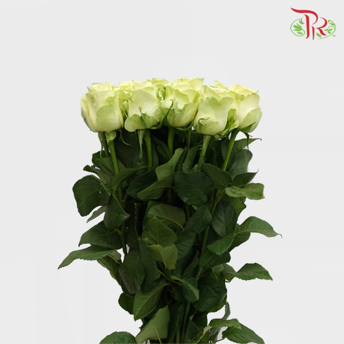 Rose Buttercup / Kahala - Light Yellow (10 Stems)-Yellow-Kenya-prflorist.com.my