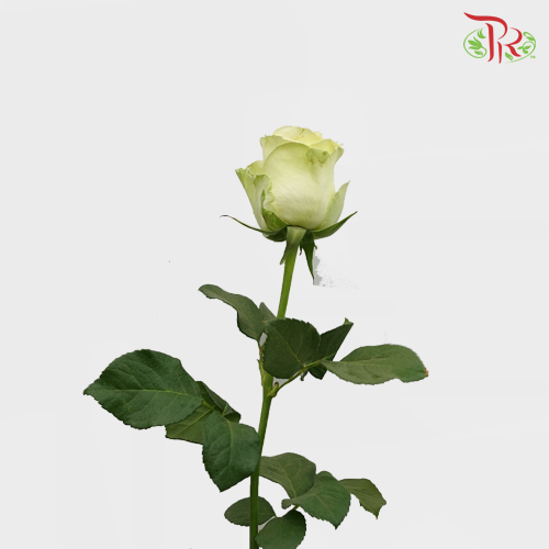 Rose Buttercup / Kahala - Light Yellow (10 Stems)-Yellow-Kenya-prflorist.com.my