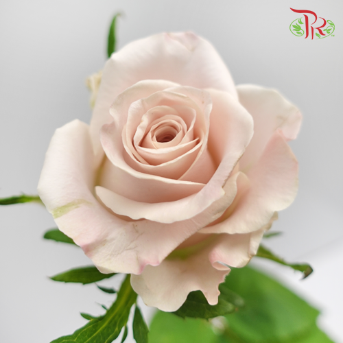 Rose - Cafe Latte (10 Stems)-China-prflorist.com.my