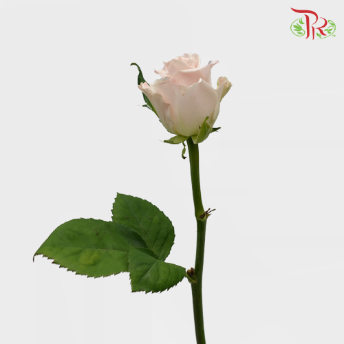 Rose - Cafe Latte (10 Stems)-China-prflorist.com.my