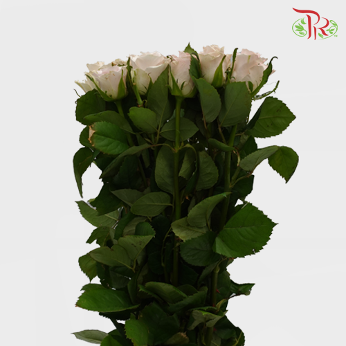 Rose - Cafe Latte (10 Stems)-China-prflorist.com.my