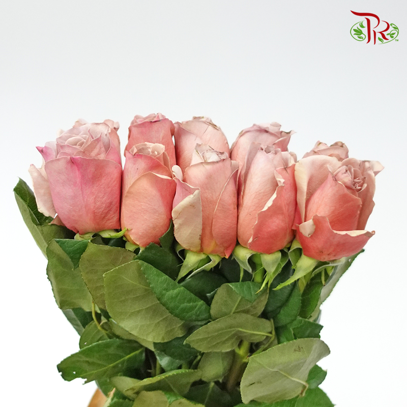 Rose Cafe Latte - (10 Stems)-Pink-Kenya-prflorist.com.my