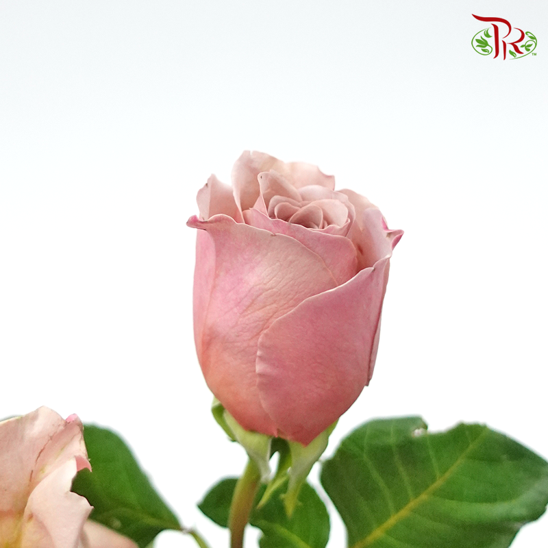 Rose Cafe Latte - (10 Stems)-Pink-Kenya-prflorist.com.my
