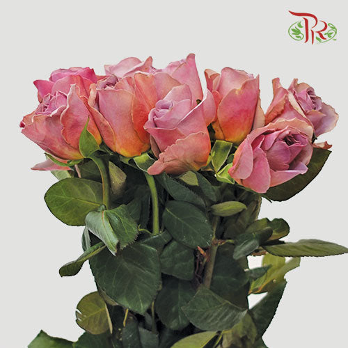 Rose Cafe Latte - (10 Stems)-Purple-Kenya-prflorist.com.my