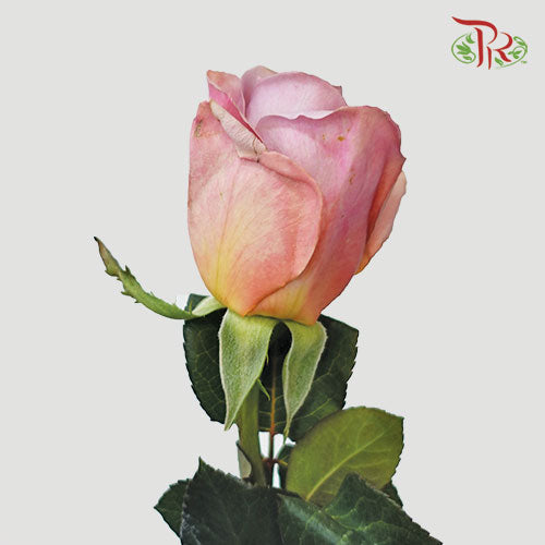 Rose Cafe Latte - (10 Stems)-Purple-Kenya-prflorist.com.my