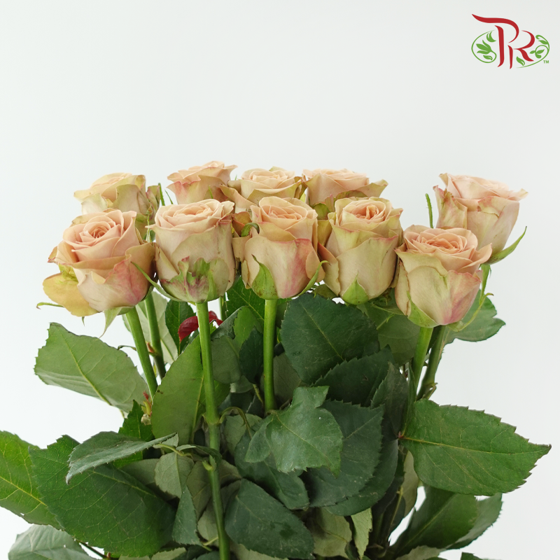 Rose - Cappuccino (10 Stems)-Cappuccino-China-prflorist.com.my