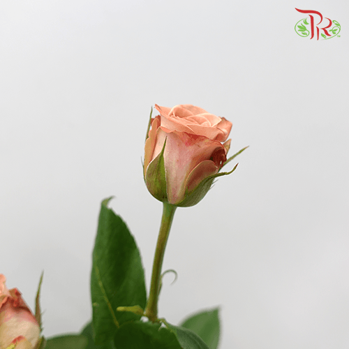 Rose - Cappuccino (10 Stems)-Cappuccino-China-prflorist.com.my